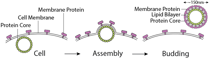 cell assembly budding of membrane protein