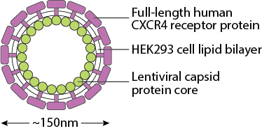 Example Membrane Protein Nanoparticle: CXCR4