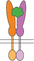 Ligand interacts with hetero-dimer