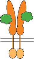 Two ligands recombinant protein chains