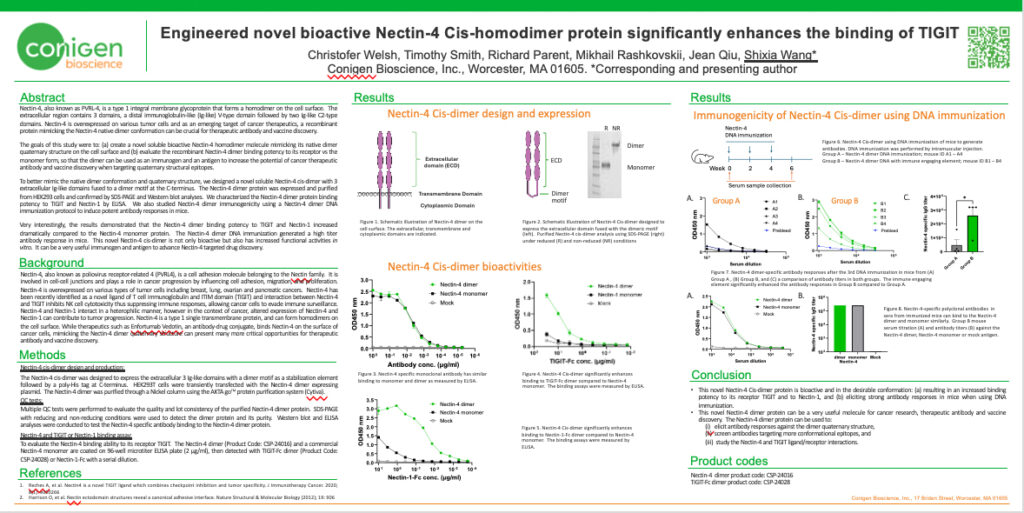 Engineered novel bioactive Nectin-4 Cis-homodimer protein significantly enhances the binding of TIGIT