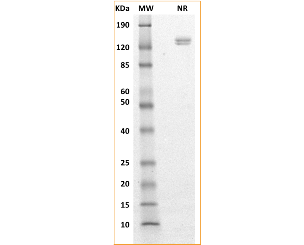 Nectin-4 SDS PAGE