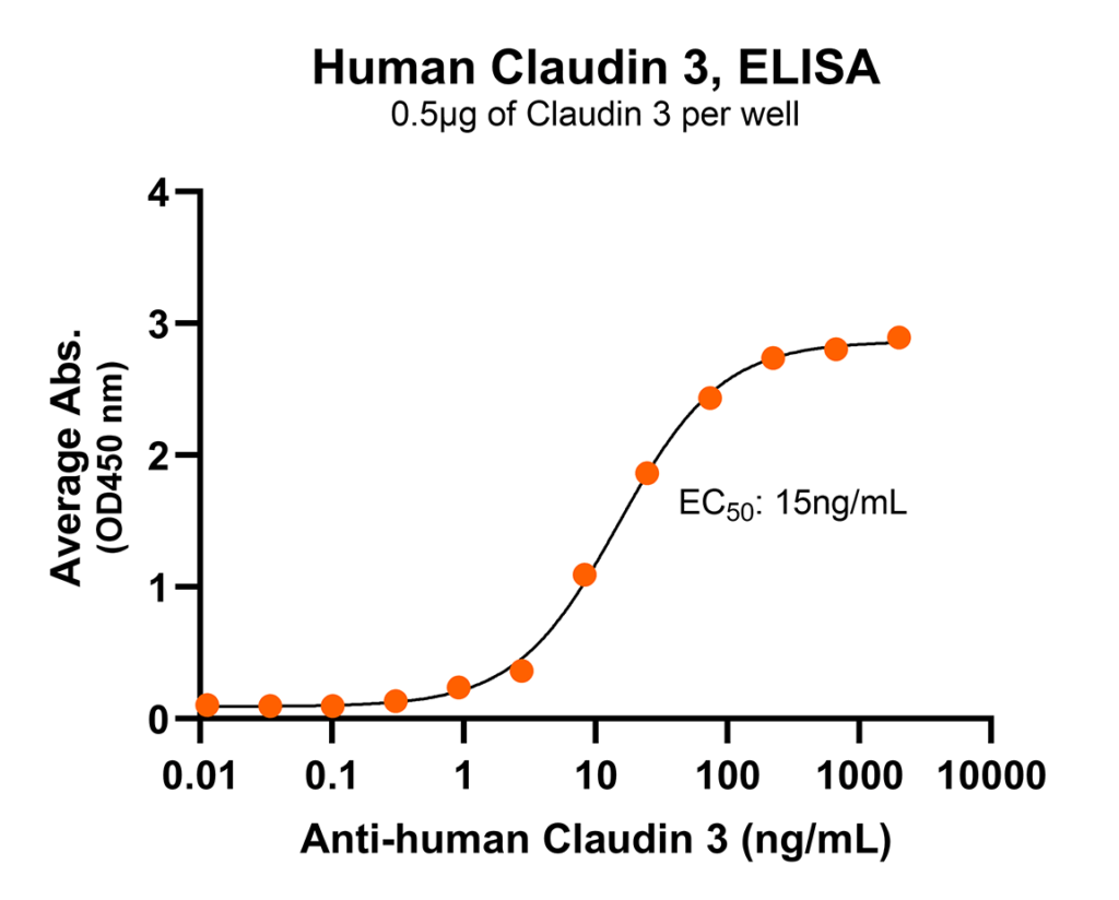 Claudin 3 antibody binding