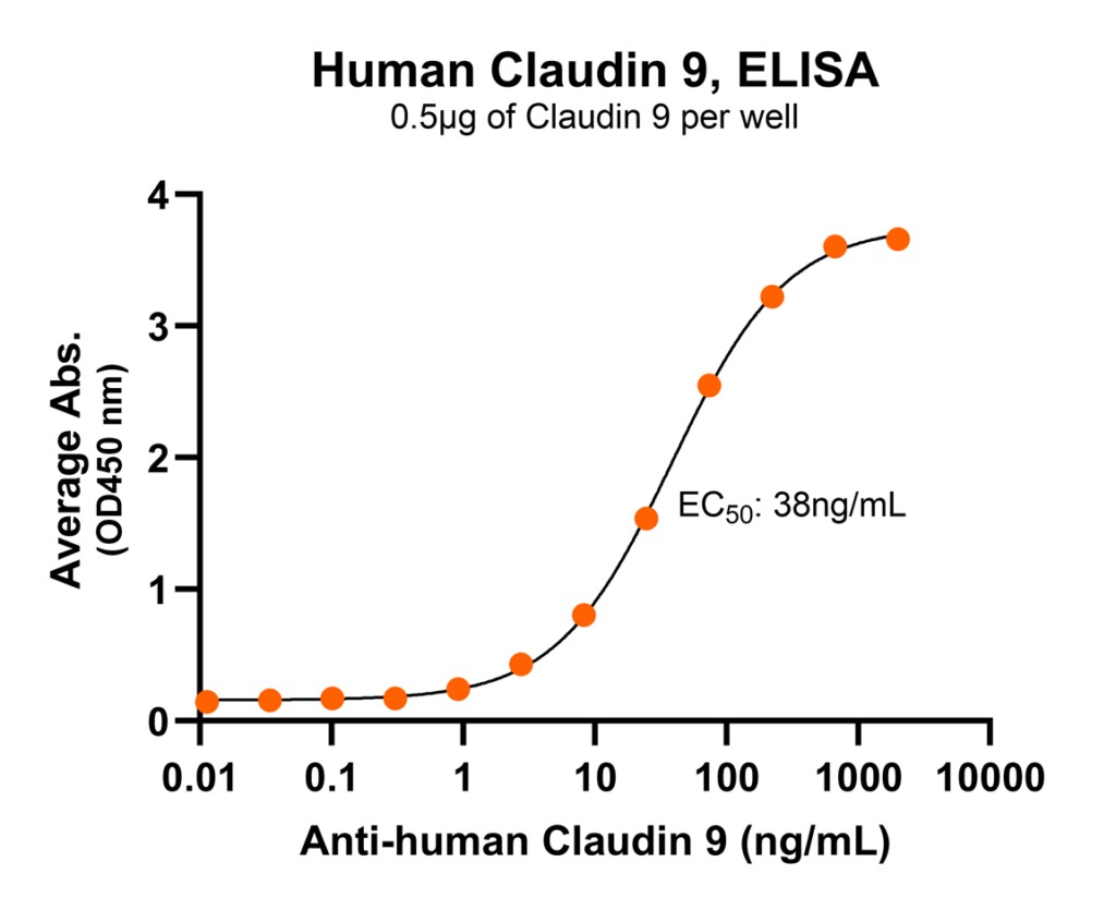 claudin-9 antibody binding