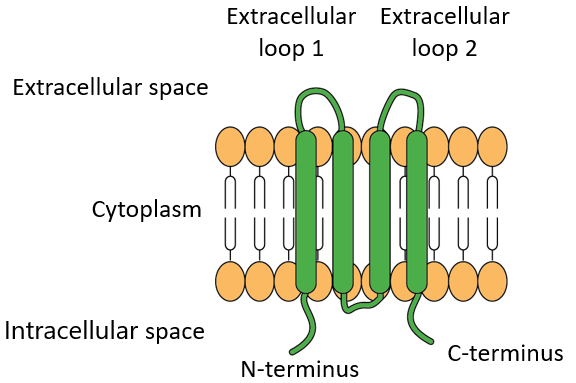 Claudin membrane protein family