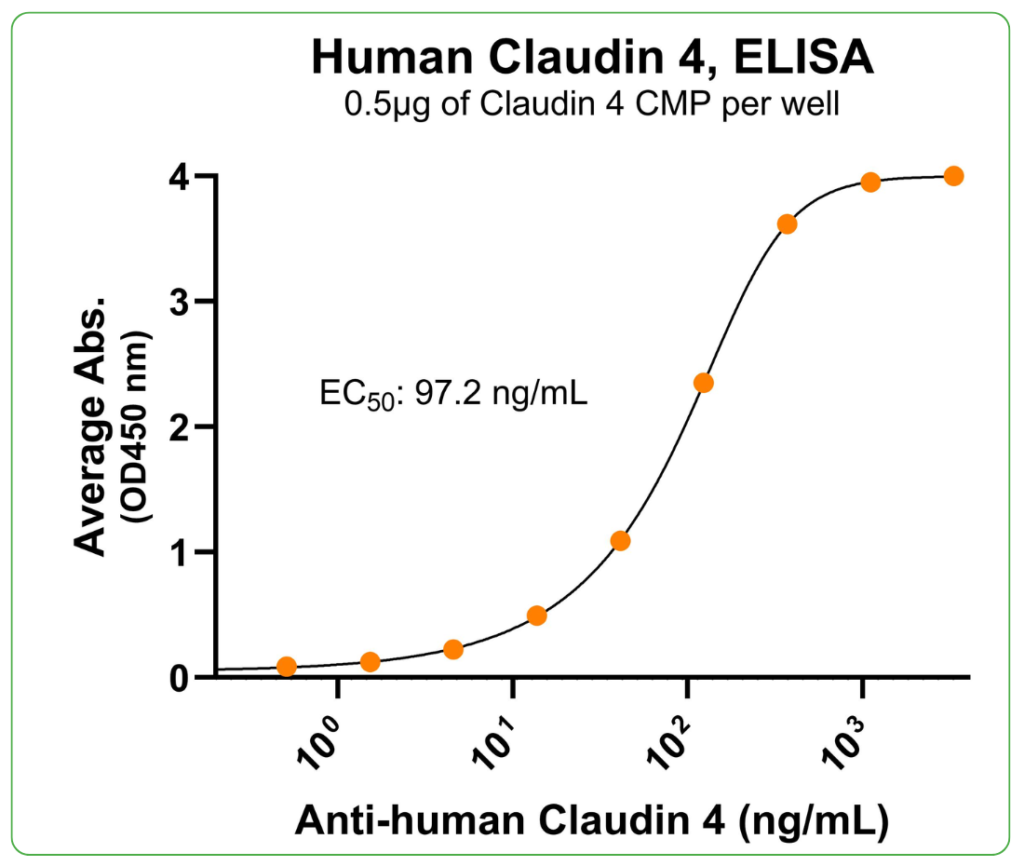 claudin 4 antibody binding