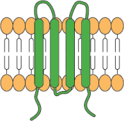 4-transmembrane domains