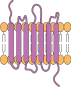 7-transmembrane domains