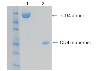 Engineered soluble CD4 dimer protein