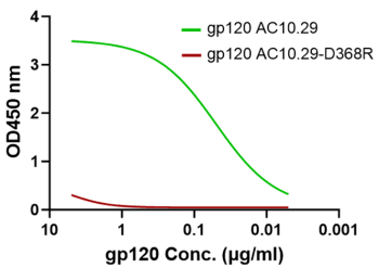 CD4 dimer preserves the desirable conformations