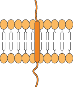 Single transmembrane domain