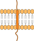 Single transmembrane domain